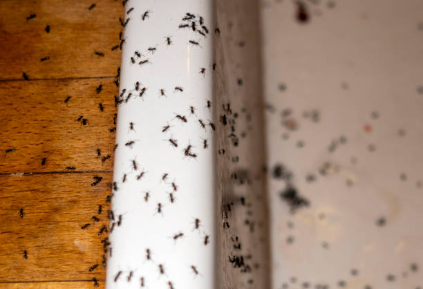 ants in kitchen ants in kitchen